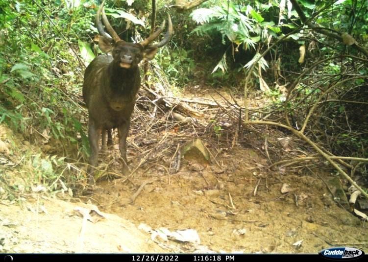 Photos captured by the camera traps at different locations (4)